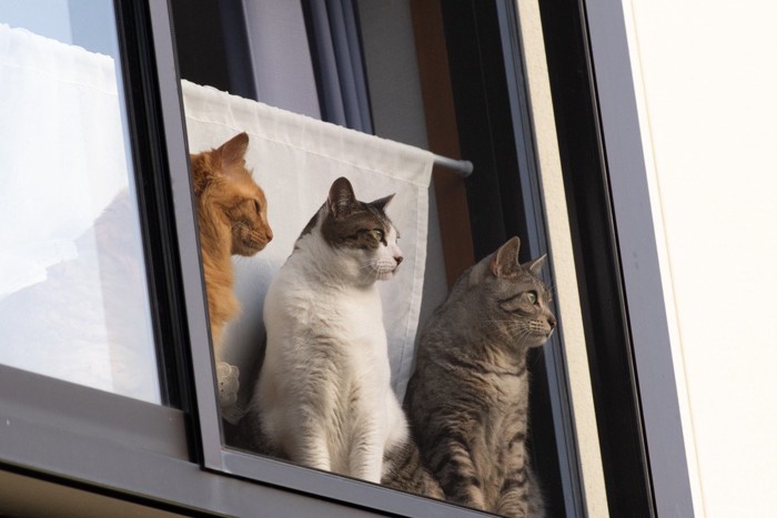 ニャルソックをする猫たち