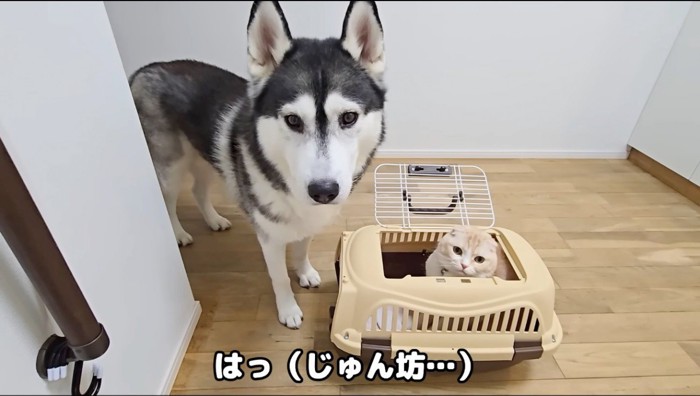 玄関に立つ飼い主を見上げる猫とハスキー犬