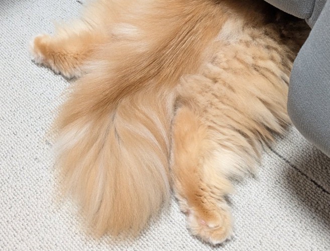 猫の後ろ足