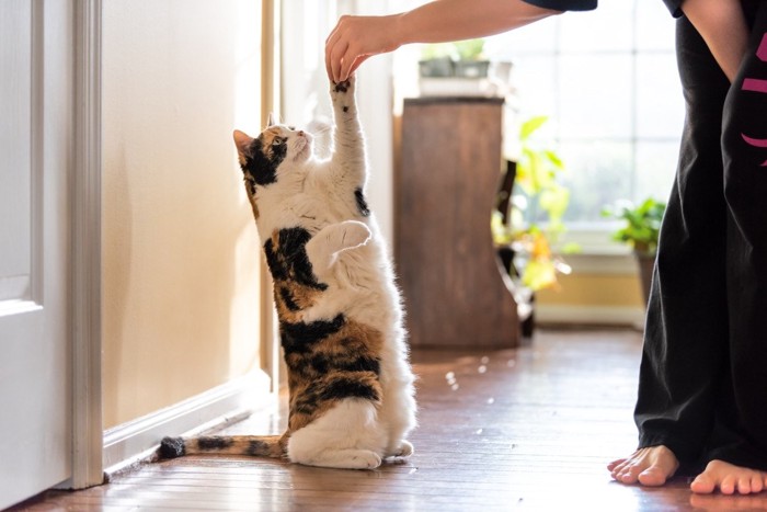 芸のトレーニングをする猫