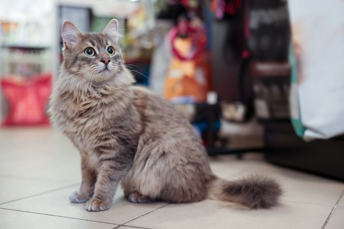 店内にたたずむ猫