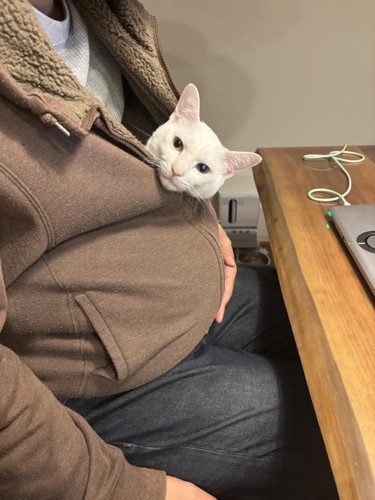 服の中から顔を出す猫