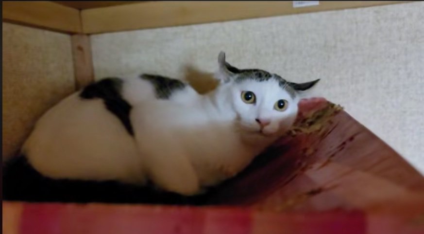 見つめる猫