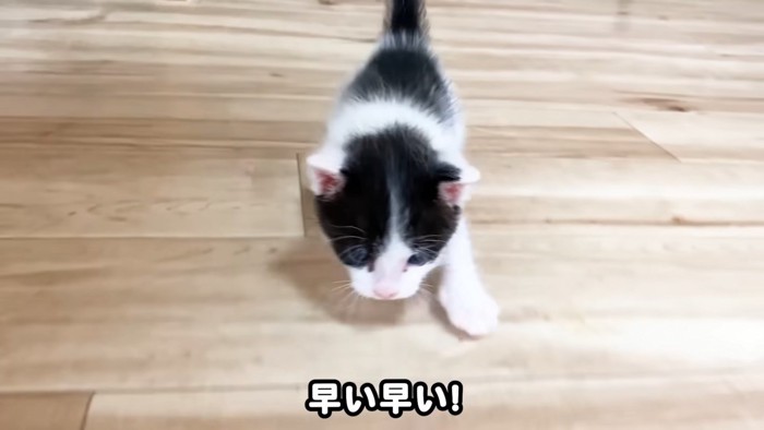 カメラの前にいる子猫