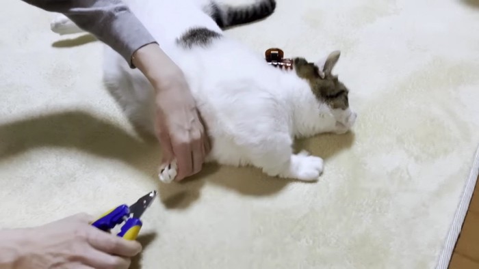 爪を切られるブチ猫