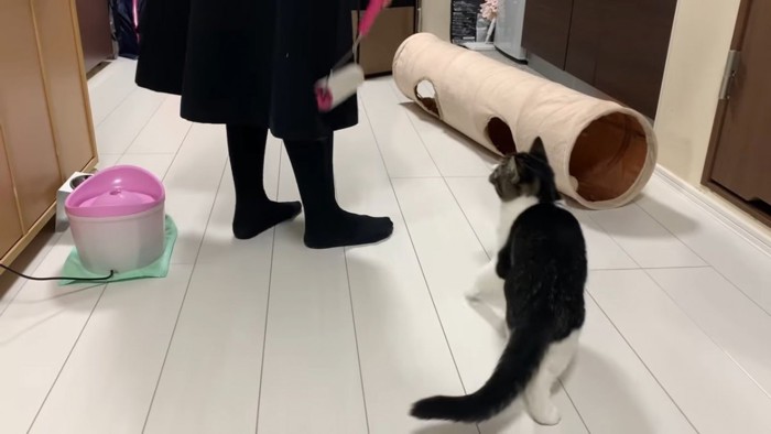 飼い主さんの方を見る猫