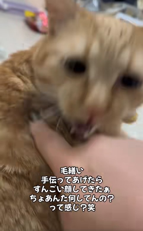 飼い主の指に噛みつこうとしているブレた猫