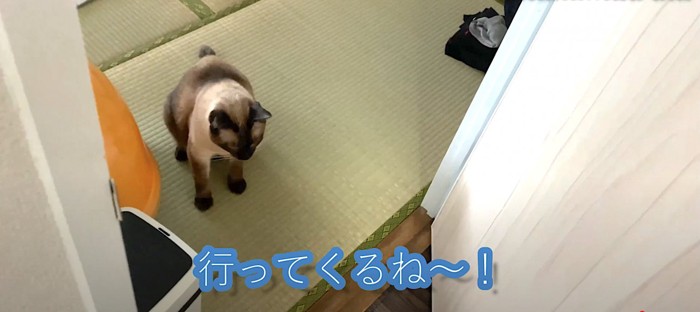 しょんぼりする猫