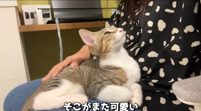 膝の上の猫