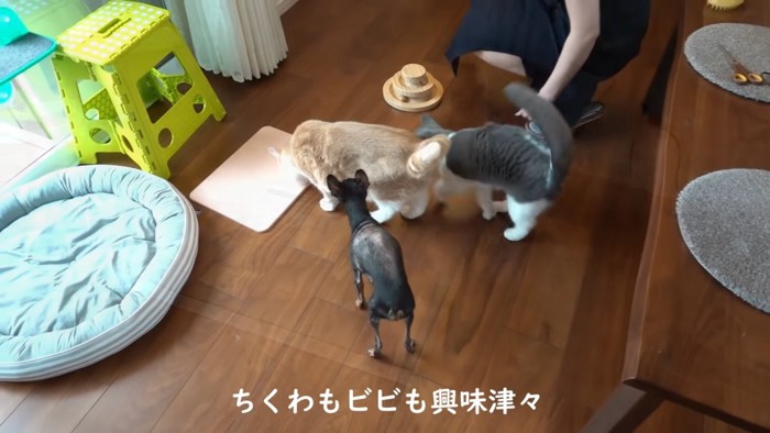 珪藻土マットに集まる猫と犬