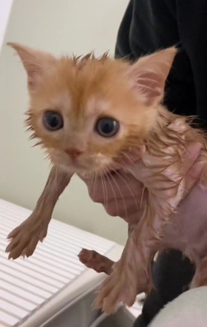 乾かされる子猫