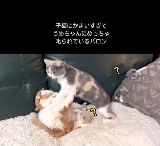 ビックリする子猫ちゃん