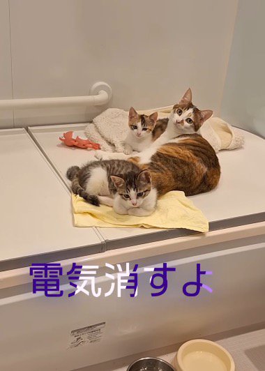 お風呂場にいる猫に声をかける投稿者