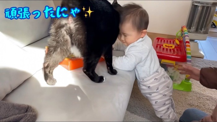赤ちゃんに体をすり寄せる猫