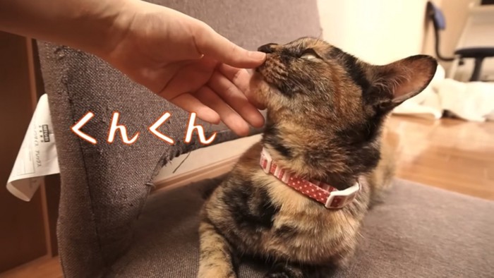 飼い主さんの指の臭いを真剣に嗅ぐ猫