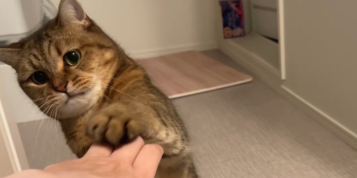 飼い主の手の上に前足を置く猫のアップ