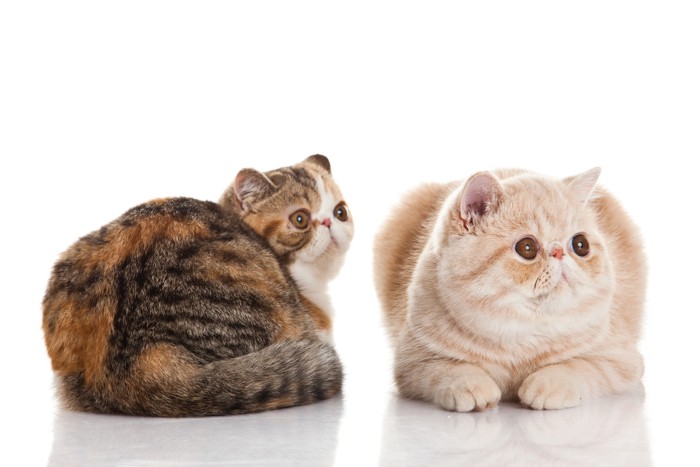 並んで伏せている2匹のエキゾチックショートヘア
