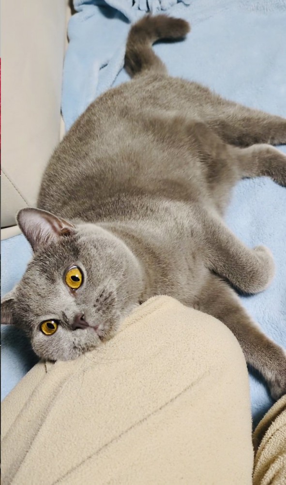 飼い主さんの足に顎を置くブリティッシュショートヘア