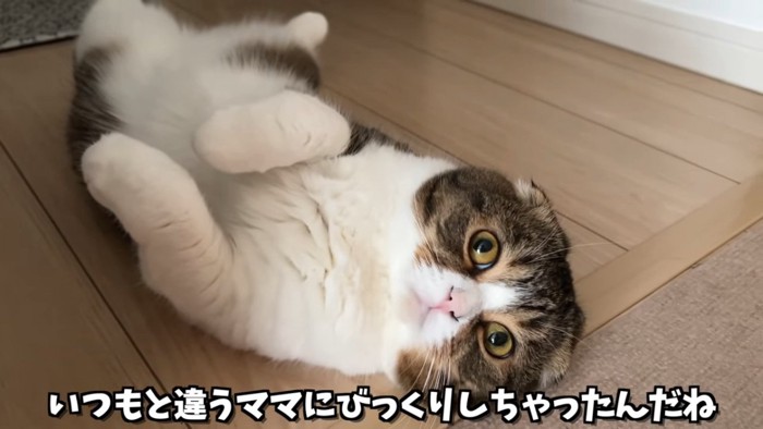 仰向けの猫