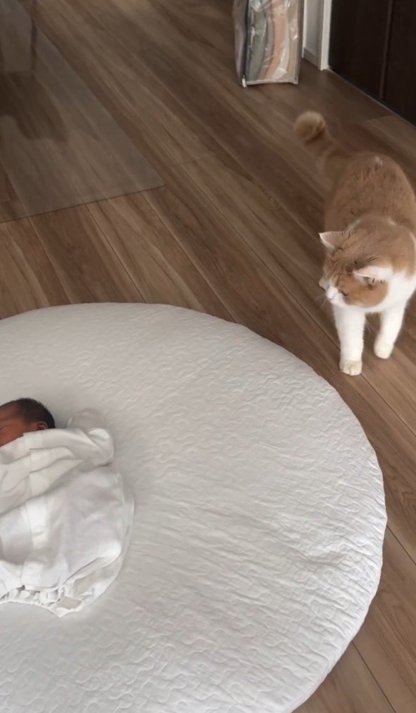 カーペット沿いに歩く猫