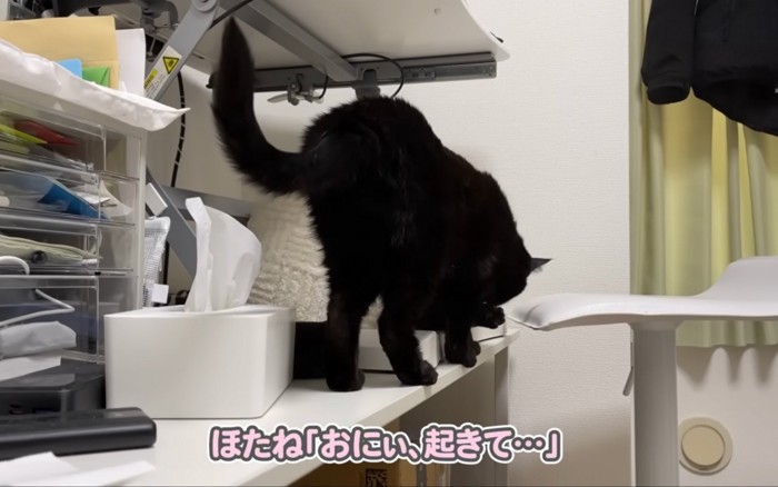 起こす猫