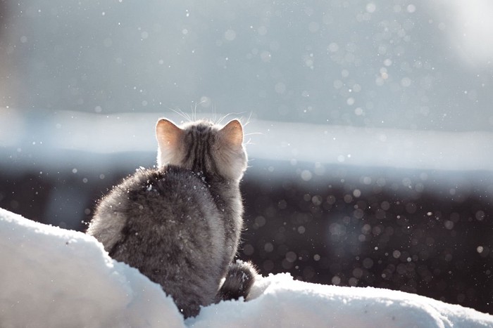 雪の中の猫