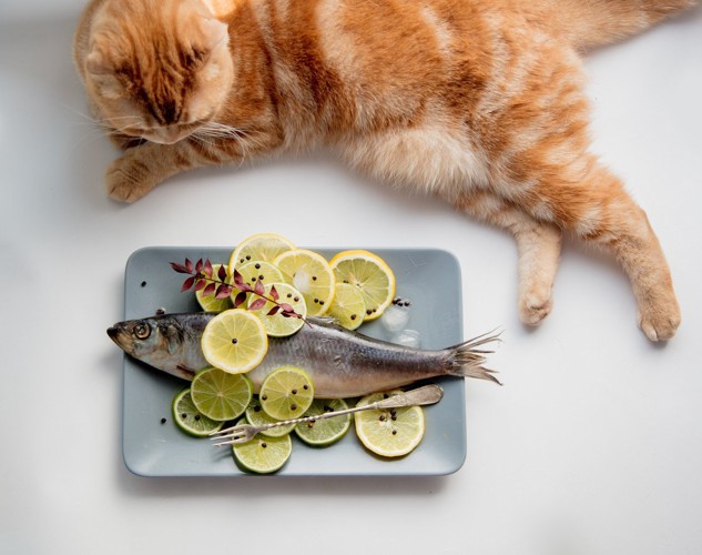 レモンと魚と茶トラ猫