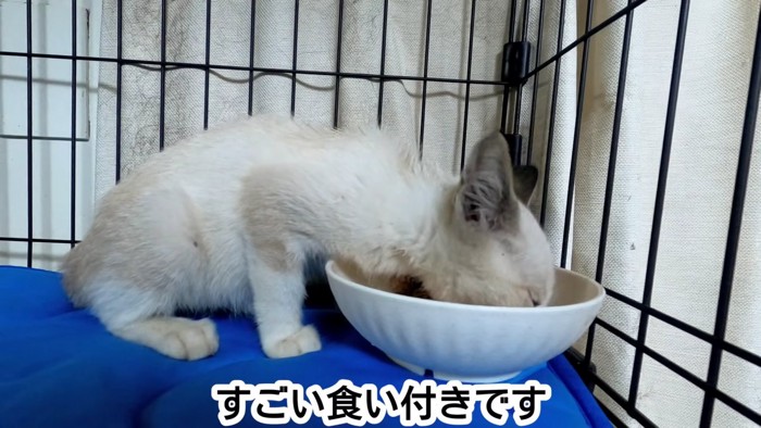 ごはんを食べる子猫