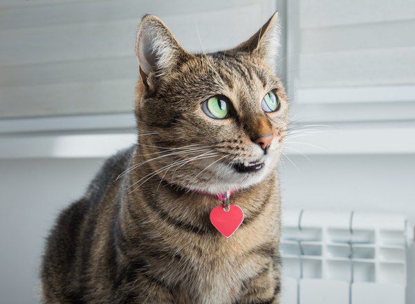 ハートのペンダントトップがついたピンク色の首輪の猫