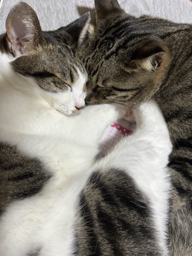 寄り添って眠る2匹の猫