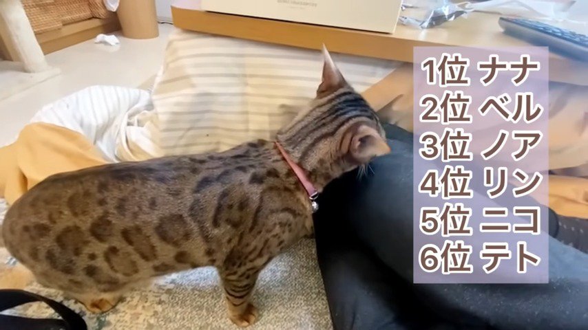 オトンさんの猫ランキング