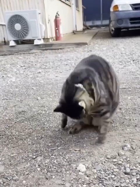 前足の間に頭を入れる猫