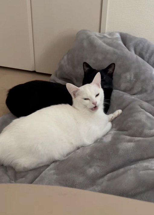 口を開く猫