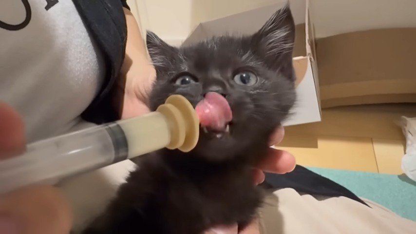 ミルクを飲む黒子猫