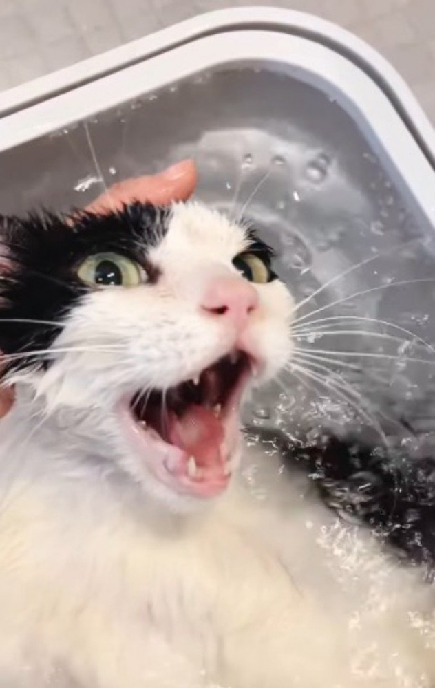 お風呂に入って声をあげる白黒猫