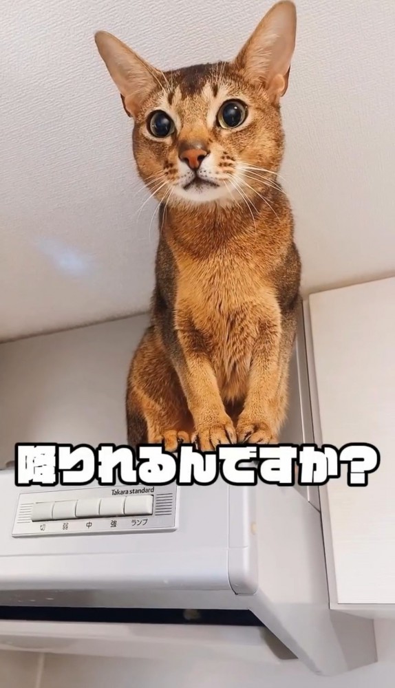 レンジフードの上の猫2