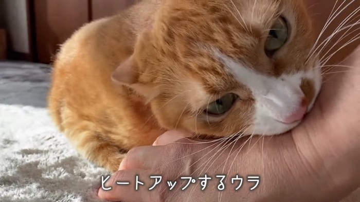 人の手を噛む猫