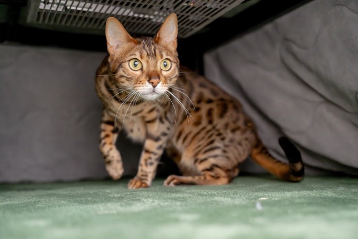 隠れる猫