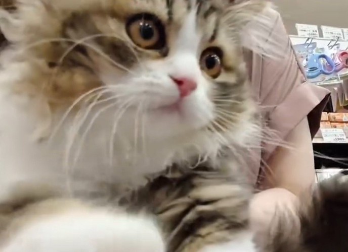 抱っこされている子猫