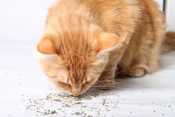 散らばった乾燥ハーブに鼻先を近づけている猫