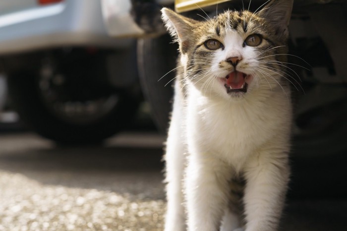 こちらを見る野良猫