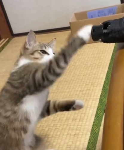 右手で傘にパンチをする猫