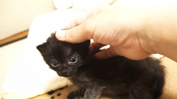 なでられる子猫