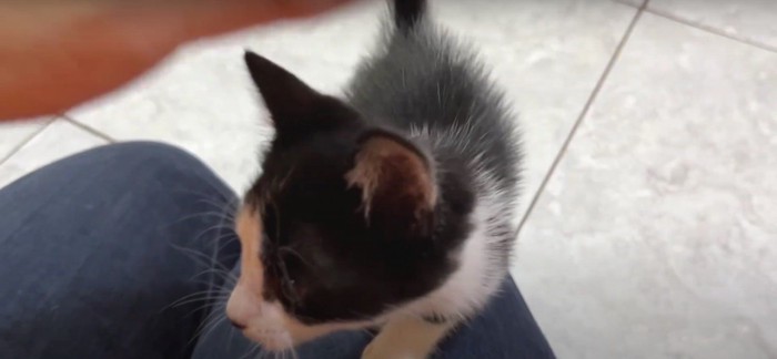 人によじ登っている子猫%%抱っこして欲しいニャ