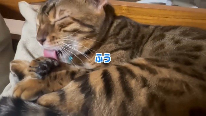 毛繕いする猫