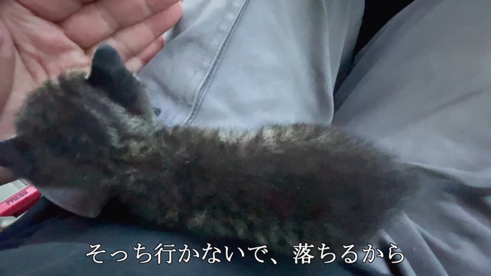うろうろする子猫