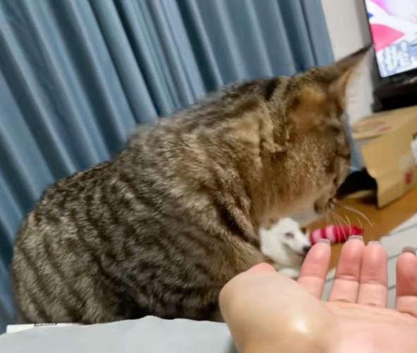 顔を背ける猫