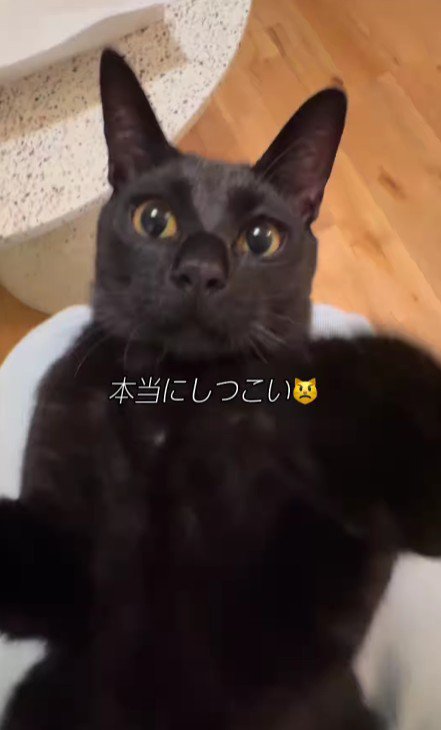 仰向けの猫