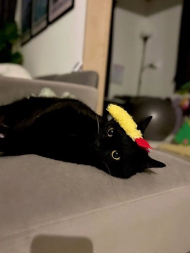 エビ天を乗せた猫