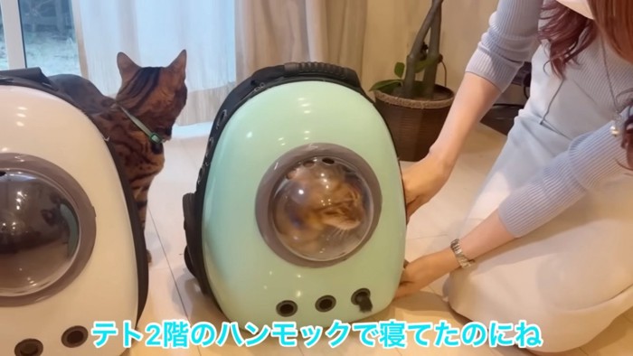 キャリーの中にいる猫